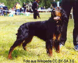 Ein Gordon Setter