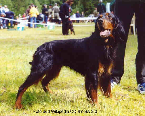 Gordon Setter
