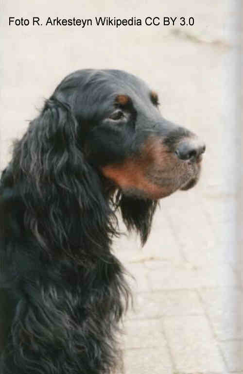 Gordon Setter Kopf